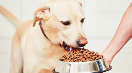 Best dog foods from popular brands