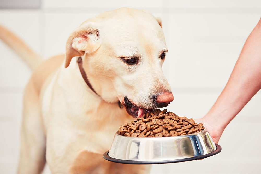 Best dog foods from popular brands