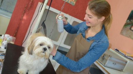 Facilities offered by pet grooming services