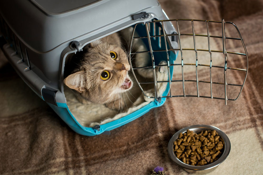 Important things to keep in mind when buying cat food