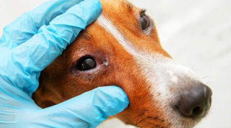 Types of pet allergies and ways to manage them