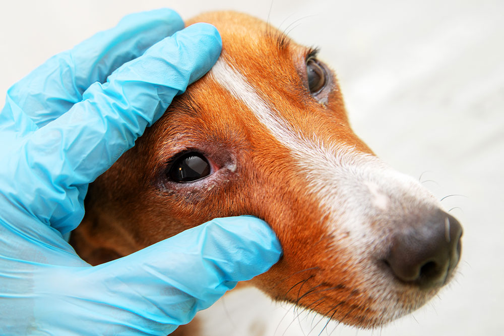 Types of pet allergies and ways to manage them