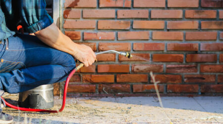 Termite control – Different methods, costs, and top companies