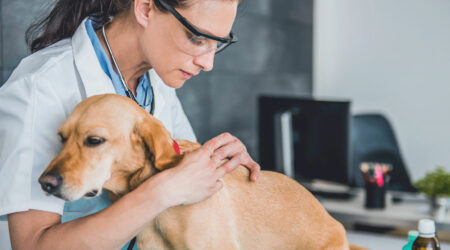 5 ways to get rid of fleas and ticks