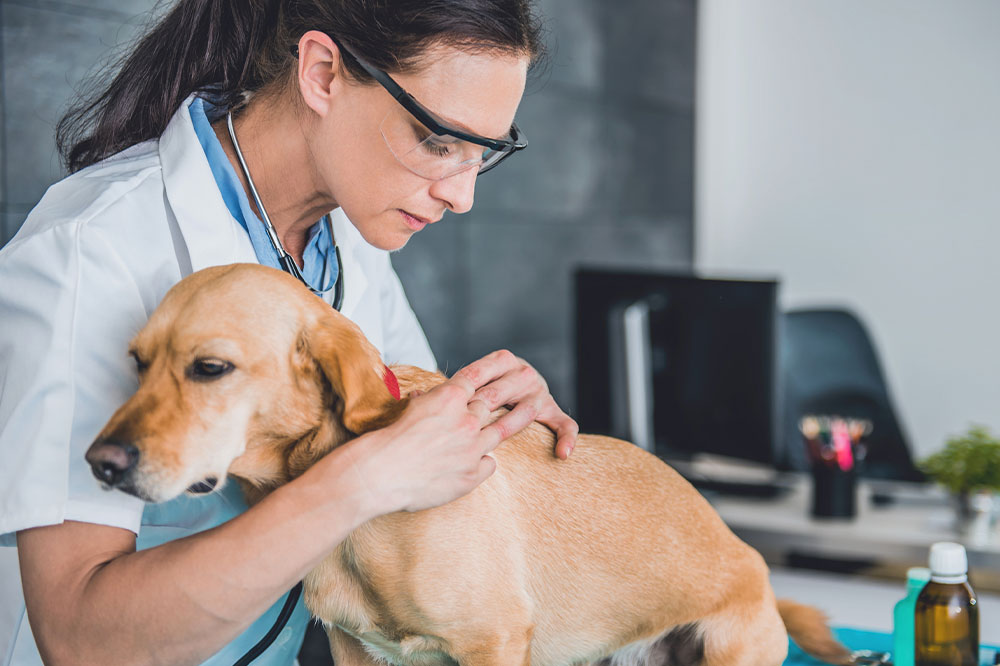 5 ways to get rid of fleas and ticks