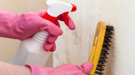 Popular mold removal products and services