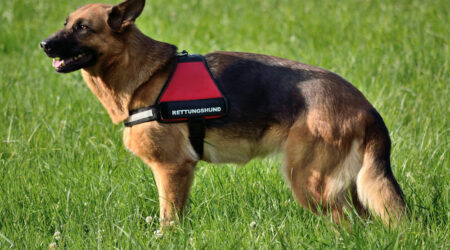Things to consider before service dog registration