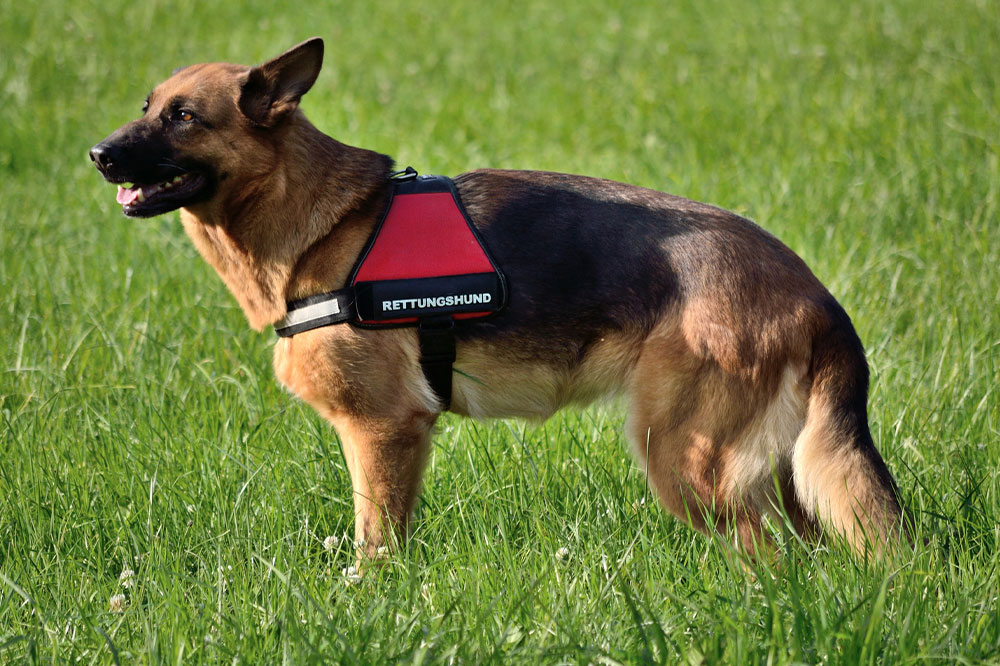 Things to consider before service dog registration