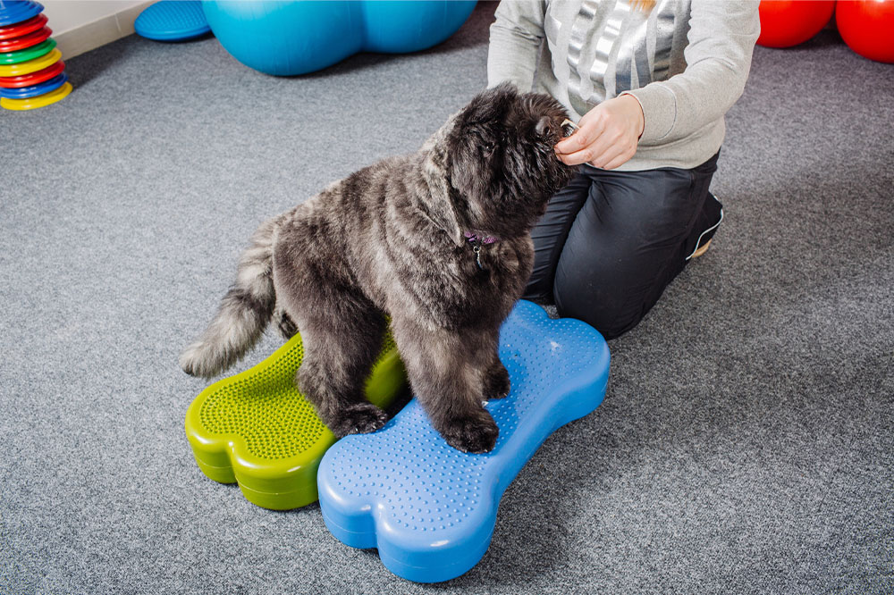 Pet training – Types, courses, and popular centers